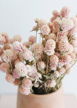 Load image into Gallery viewer, Air Dried Globe Amaranth in Light Pink