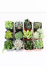 Load image into Gallery viewer, LIVE Unique Succulents Collection - Pack of 12 - Ships Alone