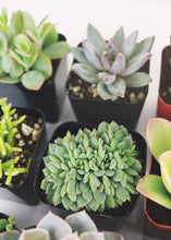 Load image into Gallery viewer, LIVE Unique Succulents Collection - Pack of 12 - Ships Alone