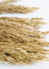 Load image into Gallery viewer, Natural Ivory Preserved Plume Reed Grass - 36-40"
