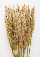 Load image into Gallery viewer, Natural Ivory Preserved Plume Reed Grass - 36-40"