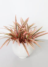 Load image into Gallery viewer, Artificial Dracaena Grass Plant in Variegated Pink - 9.5" Tall