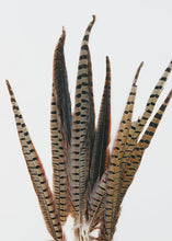 Load image into Gallery viewer, Pack of 10 - Real Ringneck Pheasant Feathers