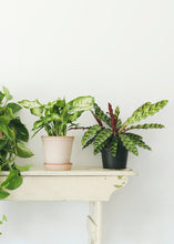 Load image into Gallery viewer, LIVE Rattlesnake Calathea House Plant in 6" Pot - Ships Alone