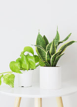 Load image into Gallery viewer, LIVE Snake Plant in 4" Pot - Ships Alone