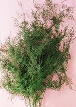 Load image into Gallery viewer, Preserved Evergreen Plumosus Fern Foliage