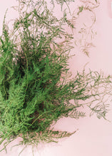 Load image into Gallery viewer, Preserved Evergreen Plumosus Fern Foliage