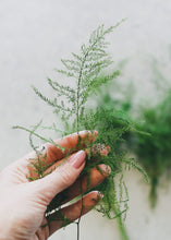 Load image into Gallery viewer, Preserved Evergreen Plumosus Fern Foliage