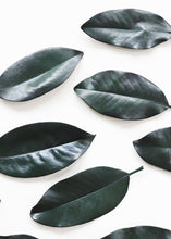 Load image into Gallery viewer, Pack of 200 - Individual Preserved Magnolia Leaves