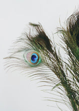Load image into Gallery viewer, Pack of 12 - Peacock Feathers