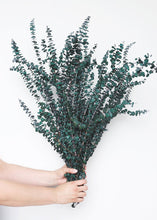 Load image into Gallery viewer, Preserved Spiral Eucalyptus in Green