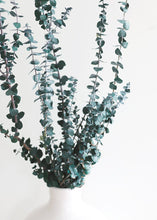 Load image into Gallery viewer, Preserved Spiral Eucalyptus in Green