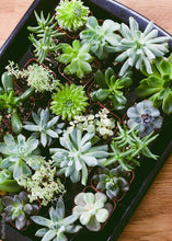 Load image into Gallery viewer, LIVE Unique Succulents Collection - Pack of 20 - Ships Alone