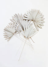 Load image into Gallery viewer, Pack of 5 - Whitewashed Natural Sun Palms