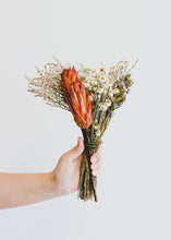 Load image into Gallery viewer, Pack of 6 - Dried Flower Protea Repens in Red Orange