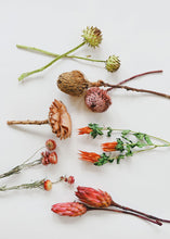 Load image into Gallery viewer, Preserved Coastal Indian Paintbrush Flowers