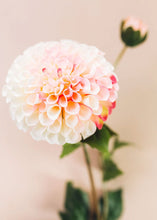 Load image into Gallery viewer, Cream and Fuchsia Pink Artificial Dahlia Flower - Large 4.5" Bloom