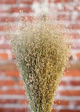 Load image into Gallery viewer, Dried Indian Rice Grass