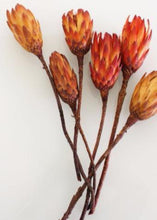 Load image into Gallery viewer, Pack of 6 - Dried Flower Protea Repens in Red Orange