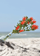 Load image into Gallery viewer, Preserved Coastal Indian Paintbrush Flowers