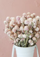 Load image into Gallery viewer, Air Dried Globe Amaranth in Light Pink