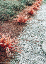 Load image into Gallery viewer, Artificial Dracaena Grass Plant in Variegated Pink - 9.5" Tall