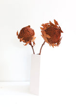 Load image into Gallery viewer, Pack of 2 - Dried Banksia in Burnt Oak

