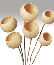 Load image into Gallery viewer, Pack of 6 Dried and Preserved Bleached Bell Cup Stems - 19.5" Tall
