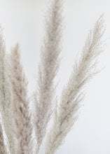 Load image into Gallery viewer, Pack of 5  - Natural Pampas Grass
