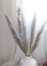 Load image into Gallery viewer, Pack of 5  - Natural Pampas Grass

