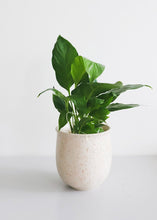 Load image into Gallery viewer, Set of 2 - Blush Terrazzo Flower Pots
