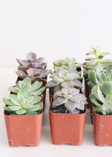 Load image into Gallery viewer, LIVE Rosette Succulent Collection - Pack of 100 - Ships Alone
