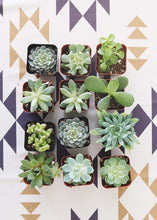 Load image into Gallery viewer, LIVE Succulent Collection in Blue Green - Pack of 12 - Ships Alone
