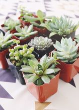 Load image into Gallery viewer, LIVE Succulent Collection in Blue Green - Pack of 12 - Ships Alone
