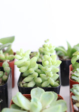 Load image into Gallery viewer, LIVE Succulent Collection in Green - Pack of 12 - Ships Alone
