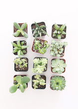 Load image into Gallery viewer, LIVE Succulent Collection in Green - Pack of 12 - Ships Alone
