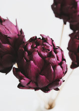 Load image into Gallery viewer, Pack of 5 - Purple Dried Autumn Chico Choke Pods
