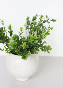 Indoor/Outdoor Boxwood Bush - 12" Tall