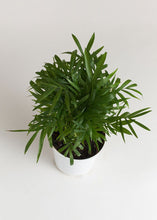 Load image into Gallery viewer, LIVE Bella Palm House Plant in 4" Pot - Ships Alone
