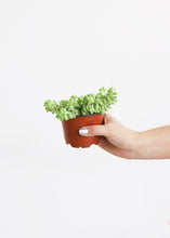Load image into Gallery viewer, LIVE - Hanging String of Pearls &amp; Burrito Sedum - Ships Alone
