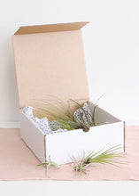 Load image into Gallery viewer, LIVE Assorted Live Air Plants - Pack of 20 - Ships Alone
