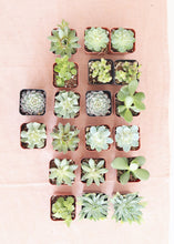 Load image into Gallery viewer, LIVE Succulent Collection in Blue Green - Pack of 20 - Ships Alone
