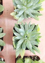 Load image into Gallery viewer, LIVE Succulent Collection in Blue Green - Pack of 20 - Ships Alone

