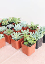 Load image into Gallery viewer, LIVE Succulent Collection in Blue Green - Pack of 20 - Ships Alone
