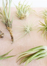 Load image into Gallery viewer, LIVE Assorted Live Air Plants - Pack of 20 - Ships Alone
