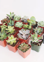 Load image into Gallery viewer, LIVE Unique Succulents Collection - Pack of 20 - Ships Alone
