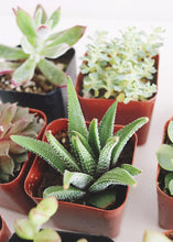 Load image into Gallery viewer, LIVE Unique Succulents Collection - Pack of 20 - Ships Alone
