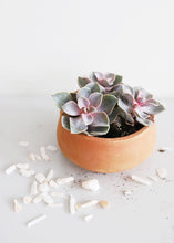 Load image into Gallery viewer, Mini Round Terracotta Planter
