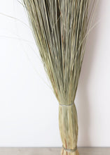Load image into Gallery viewer, Preserved Green Dune Grass
