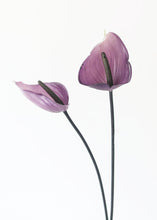 Load image into Gallery viewer, Purple Artificial Tropical Anthurium - 23.5" Tall
